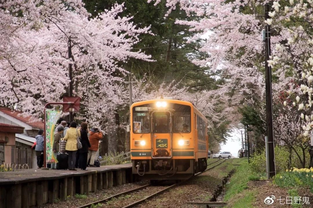 2019年日本大赏排行榜,2018全日本赏樱花旅游攻略