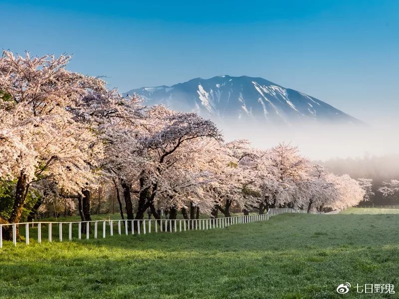 2019年日本大赏排行榜,2018全日本赏樱花旅游攻略