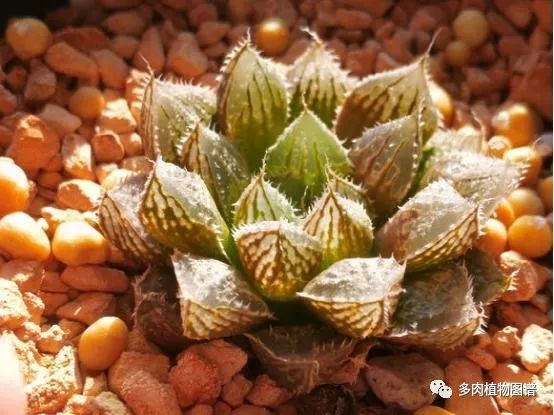 十二卷的养护注意事项,十二卷夏季如何养护