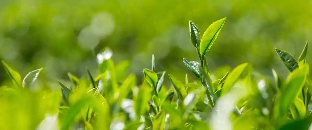 用了几年的火山泥一洗白,用火山泥洗澡