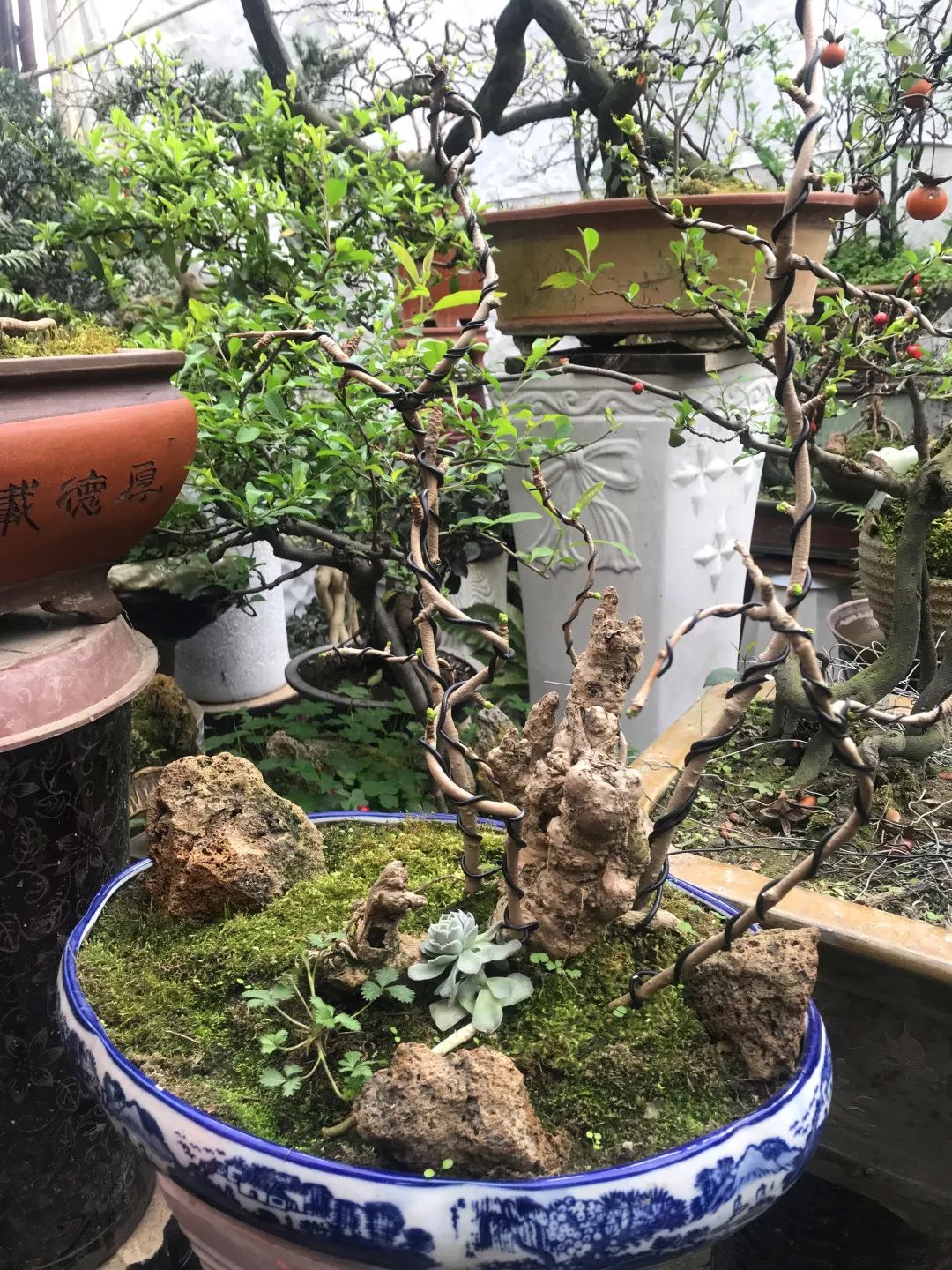 花色撩人，亲测德阳这两家花市，“花chi”去了就不想出来！