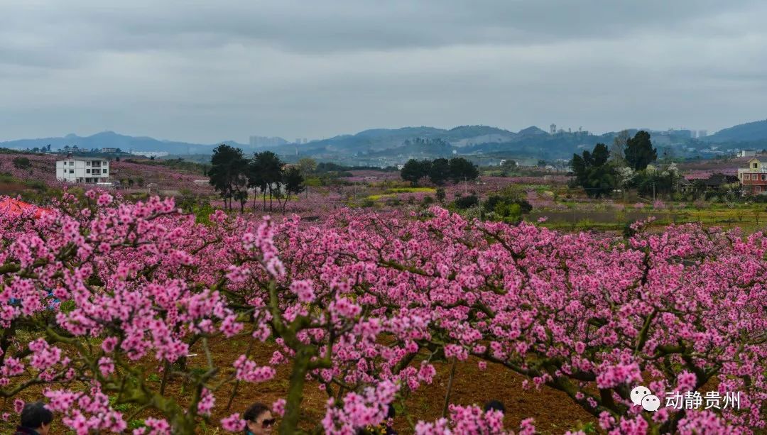 贵阳什么地方桃花开了最美,贵阳桃花盛开的地方