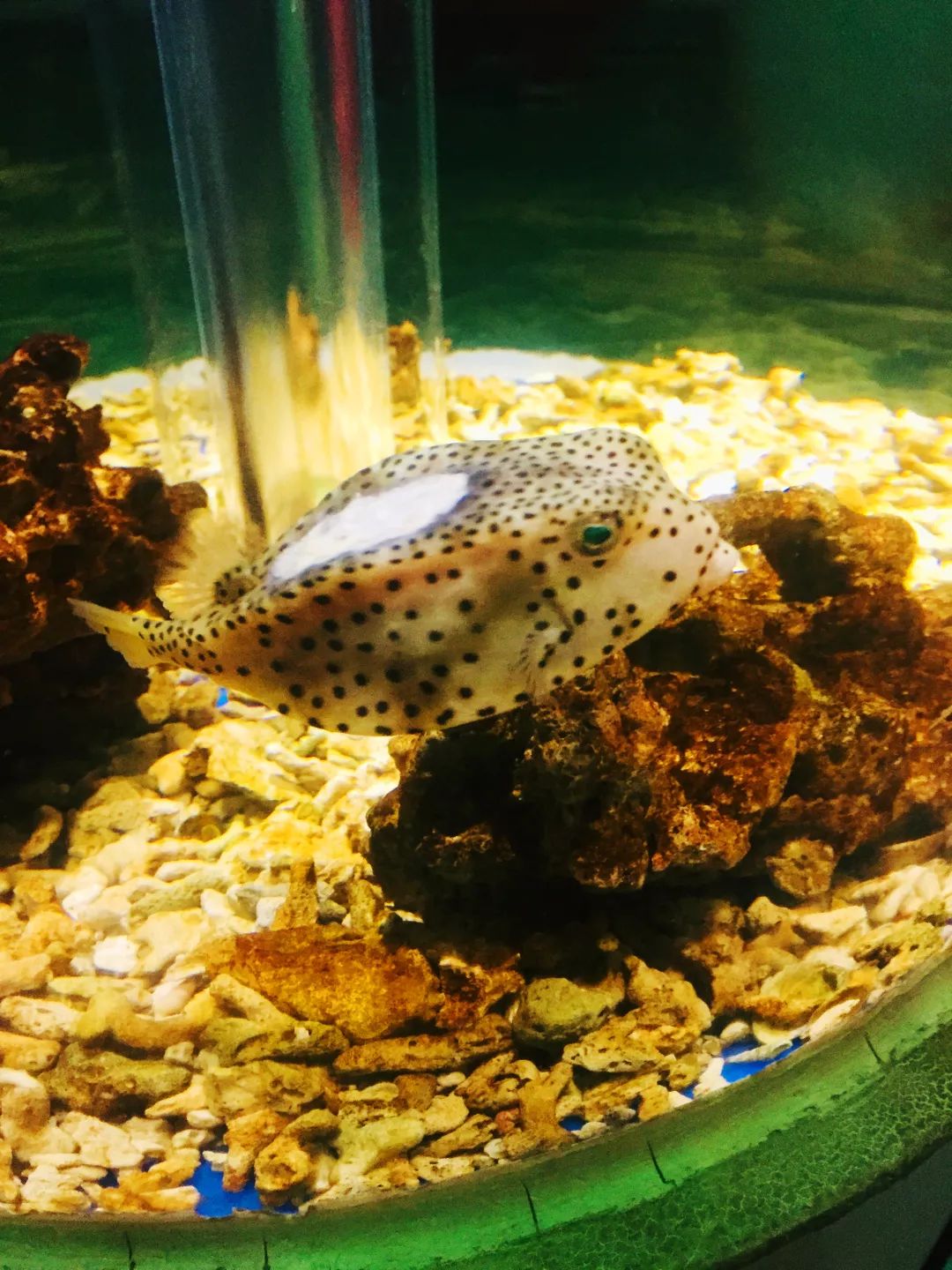 聊城海底世界游玩攻略,从聊城出发亲子游