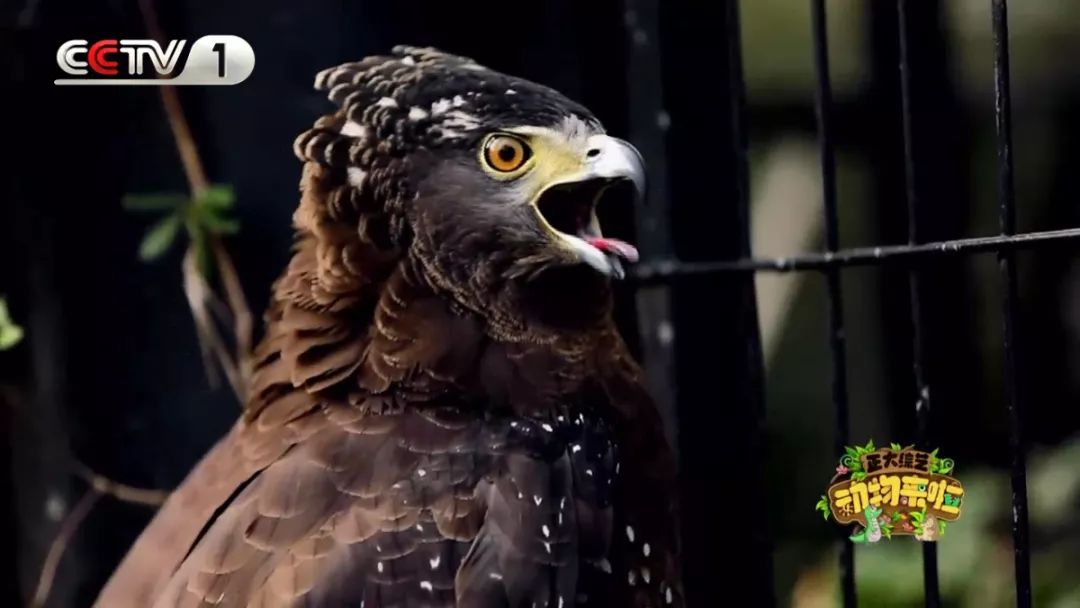 大象脚围2倍=大象身高?《正大综艺·动物来啦》为您实地验证