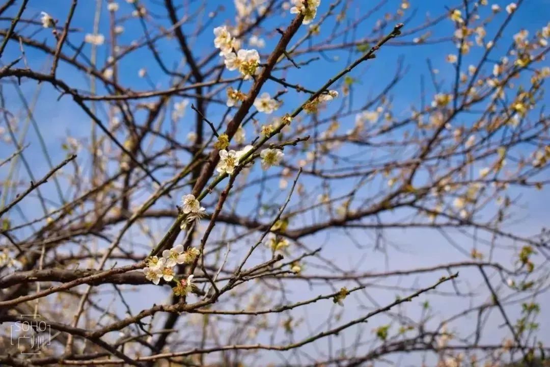 广州适合春游的免费景点,春游广州最适合去的地方