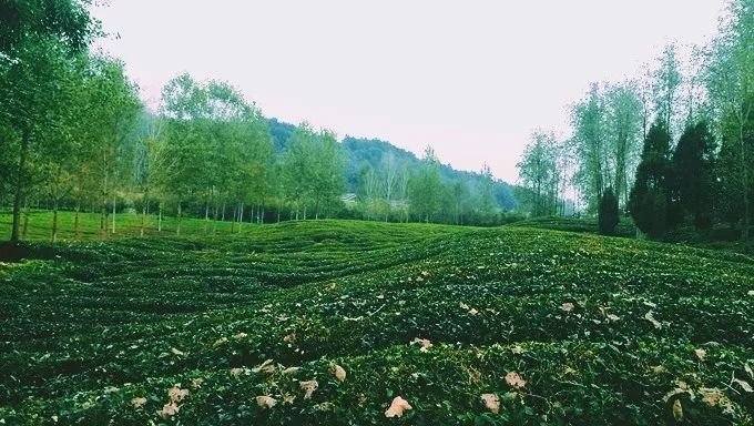 风月无边,茶事正好!这几座茶园里,藏着湖北最美的春天