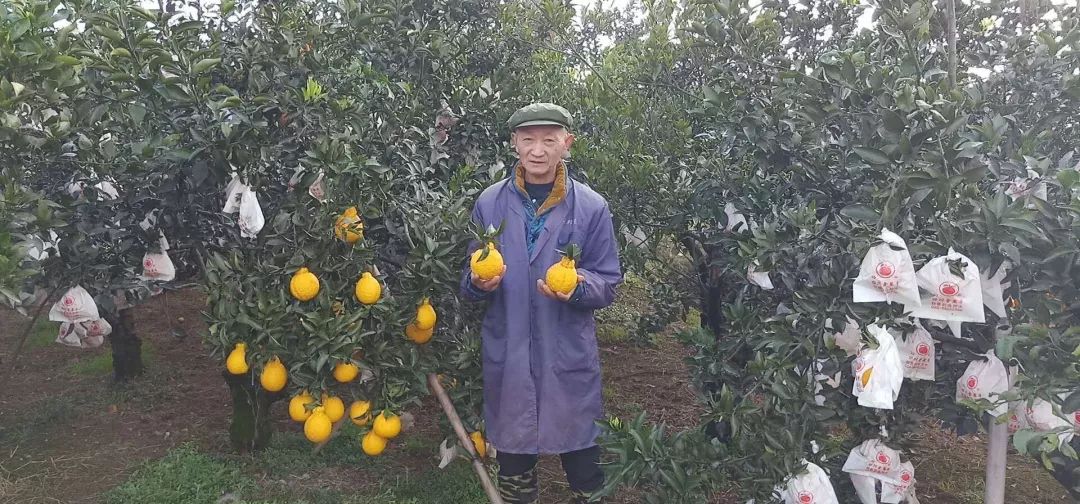 又脆又甜又多汁的水果,皮薄甜脆的水果