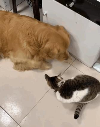 这只金毛老捉弄小猫咪，到底什么仇什么怨啊5555