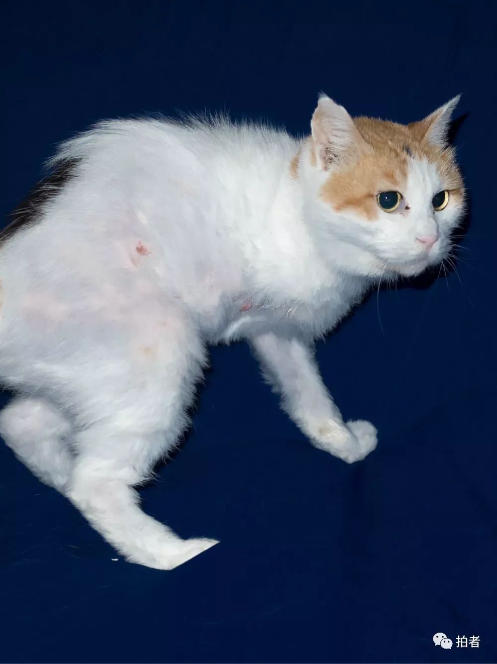 养40只流浪猫建新家,家里有18只流浪猫