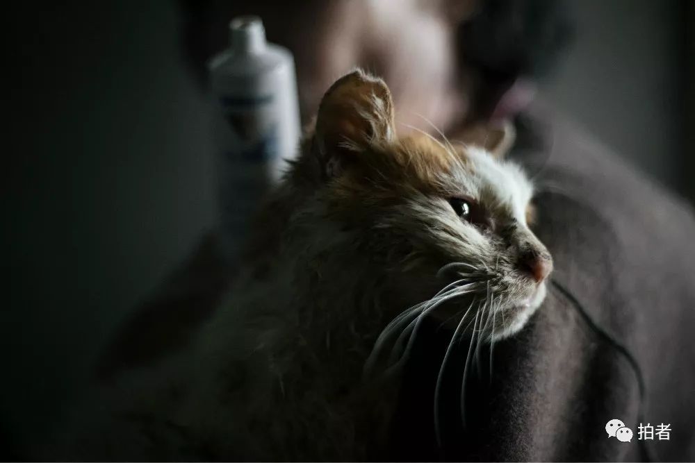 养40只流浪猫建新家,家里有18只流浪猫