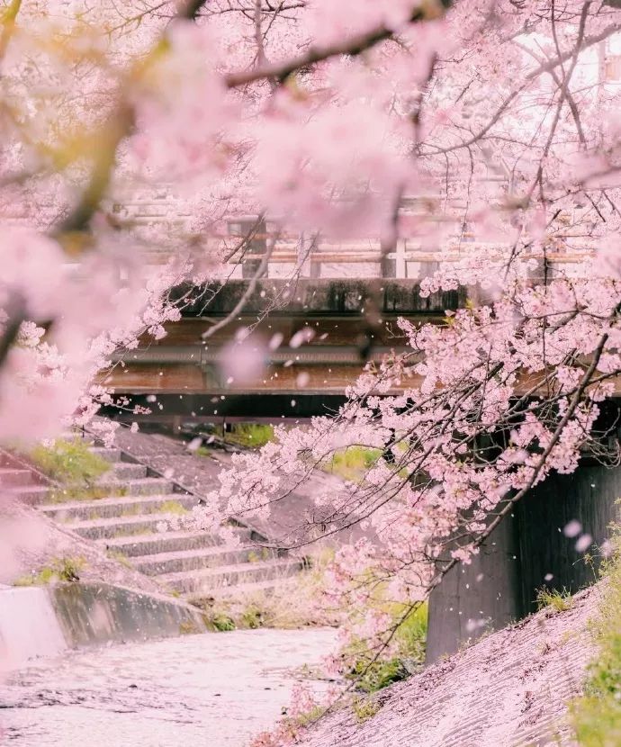 日本有关樱花的照片,日本最美樱花图