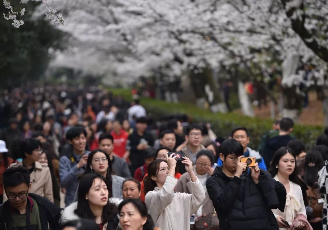 央视武汉樱花,央视新闻一起来看武汉樱花