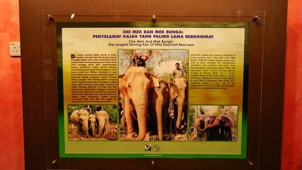 马来西亚猫山王详细攻略,尝一口香甜的马来西亚猫山王