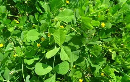 吃了街边买的“青菜”,一家三口急送医!这些菜清明常出没…