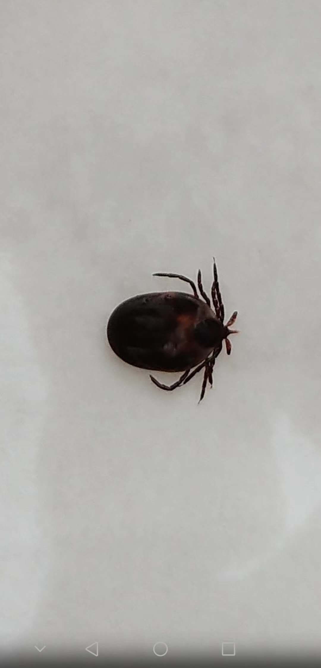 3岁女童头皮有红疙瘩一碰就疼,3岁女童头皮颜色黄怎么回事