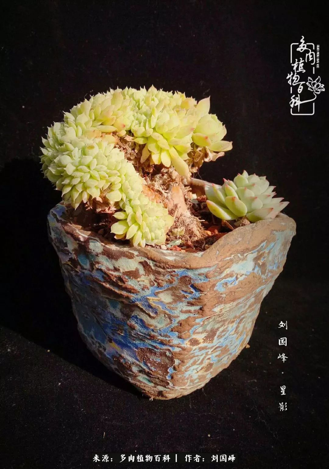 不学无术容易赚大钱,不学无术养多肉摇身一变资产过亿