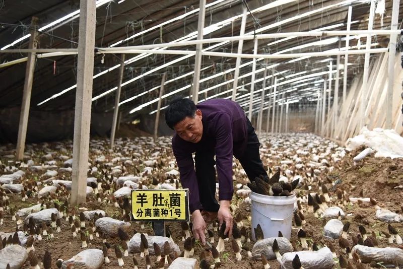 厉害了！栾城这个地方种出了“贵族菌”