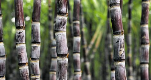 姣旀瘨铔囪繕姣掔殑缇庨,姣旀瘨铔囪繕姣掔殑涓滆タ