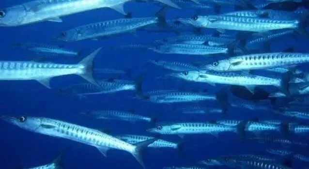 减肥真人秀画风跑偏变吃播？“太子妃”坚守底线不忘初心