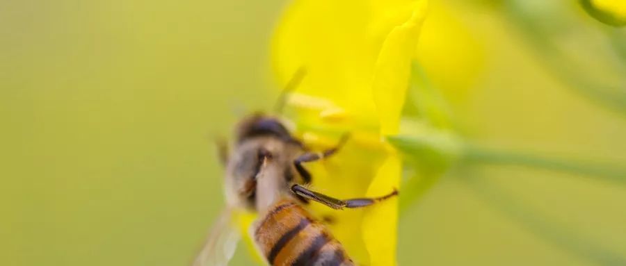 肺炎治疗手册,肺炎胸膜炎症状及治疗