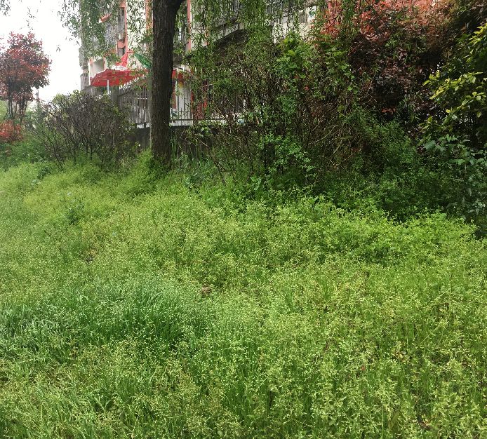 南昌县脏乱差小区,南昌一小区被投诉