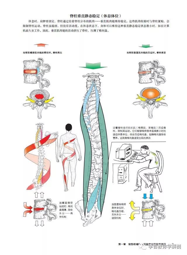 腰间盘突出脊柱侧弯康复训练,螺旋肌肉链训练治疗腰椎间盘突出
