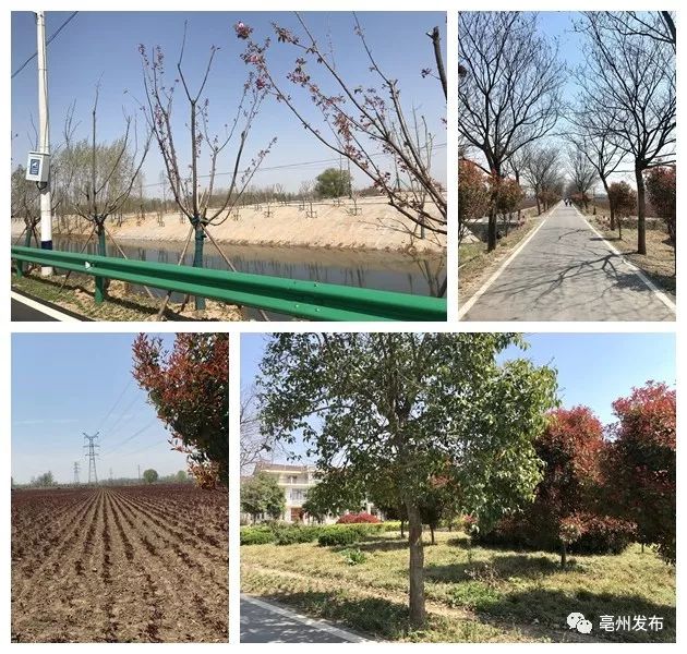 2019亳州马拉松赛事表,2024亳州马拉松比赛热闹现场