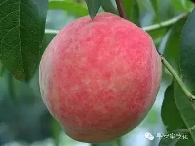 友好互推|攀枝花的吃货嗨起来！这11种水果将要排队上市啰！（内附时间及地点）