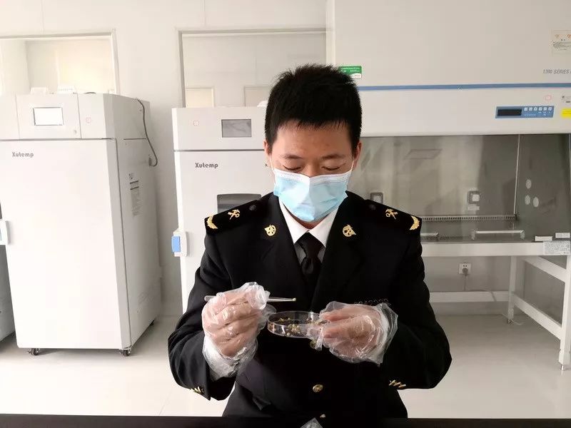 可以带植物种子出境吗,带植物种子入境时需要注意什么