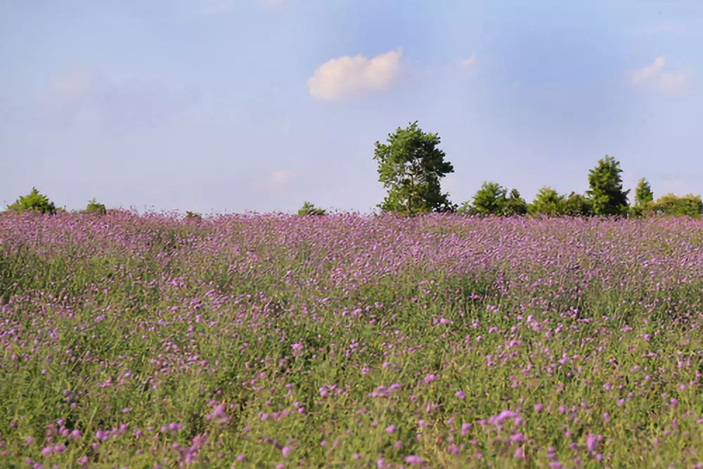 结棍！这个春天，是崇明撑起了魔都的体面！