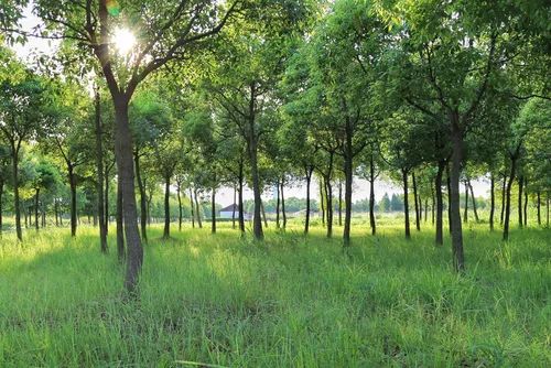 结棍！这个春天，是崇明撑起了魔都的体面！