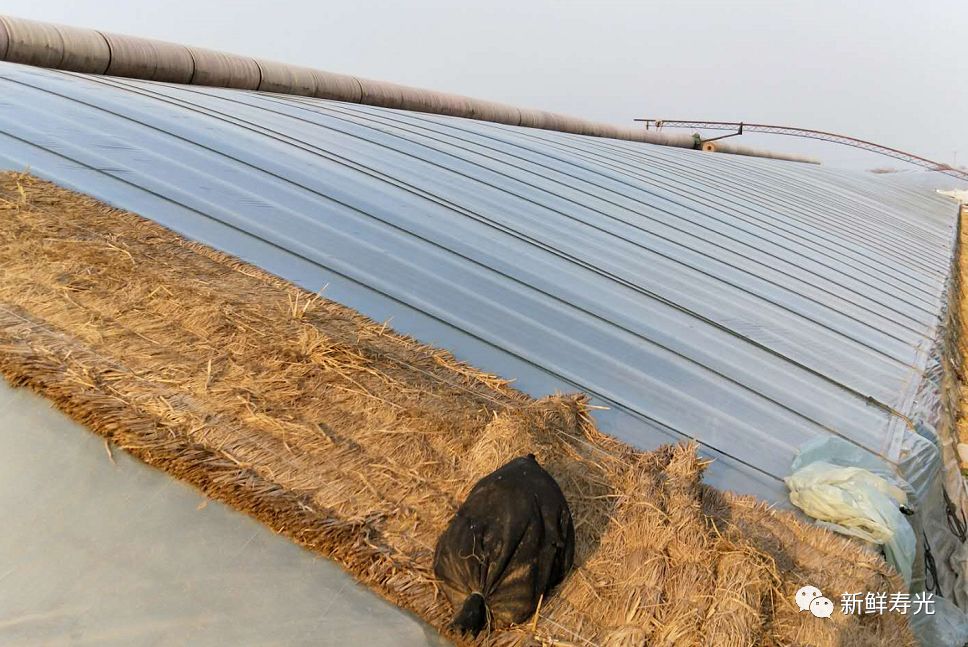 绾彴鑿滃啘,瀵垮厜绾彴鑿滃啘