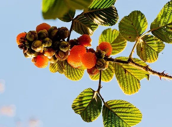 黄泡熟了，我在龙陵等你一起克摘黄泡！