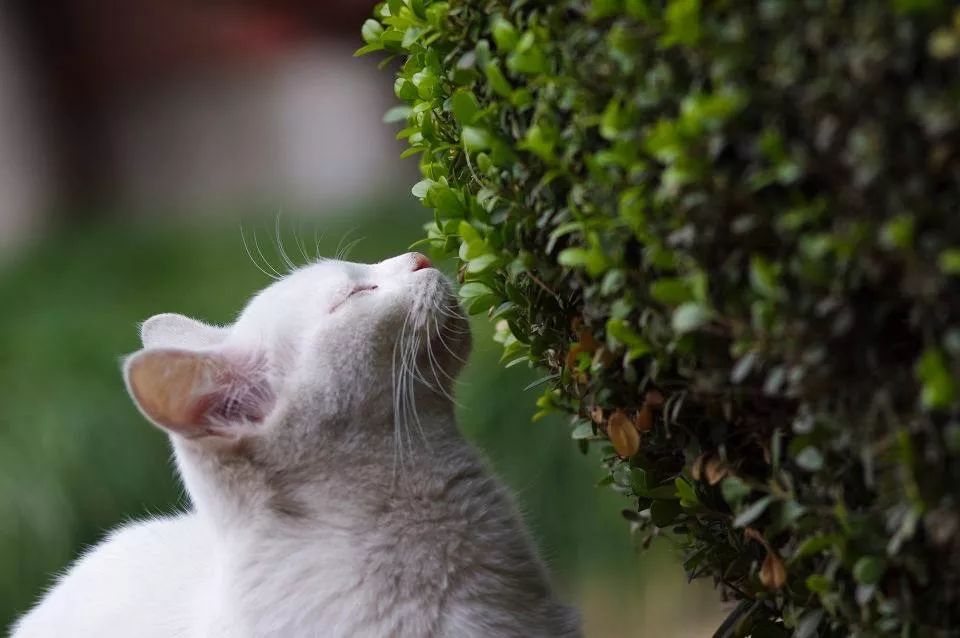 缁忓紑鍖哄ぇ浜嬩欢,瑗垮畨缁忓紑鍖哄ぇ浜嬩欢