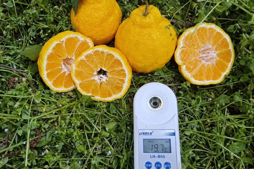 又脆又甜又多汁的水果,皮薄甜脆的水果