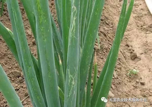 蓟马对小黄瓜的危害图片,小蓟马对人体有什么危害