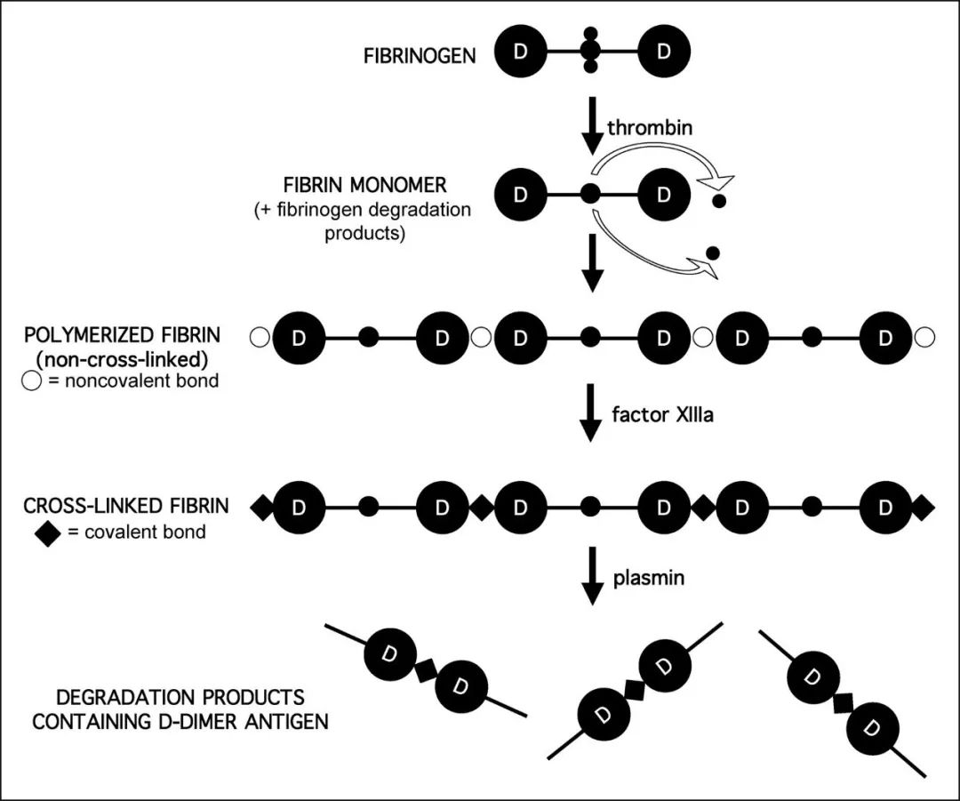 关于d二聚体升高的一些解读,关于d二聚体的描述