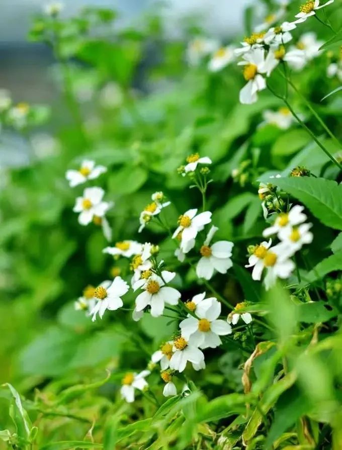 番禺最有代表性的植物是什么,农村到处都有的这种草竟然是个宝