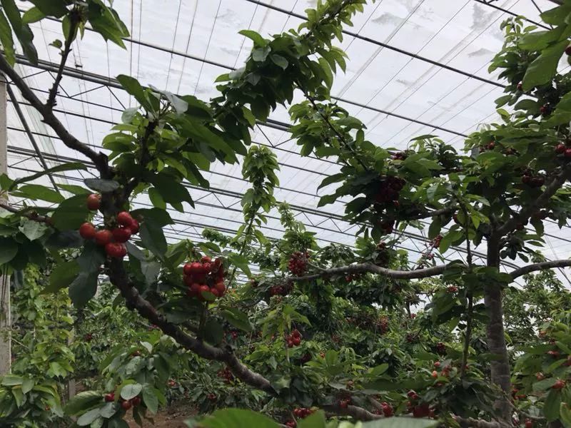 前国门安琦家的樱桃又来啦！为了孩子，他用守护球门的双手，种出了汁多甘甜的超好吃樱桃