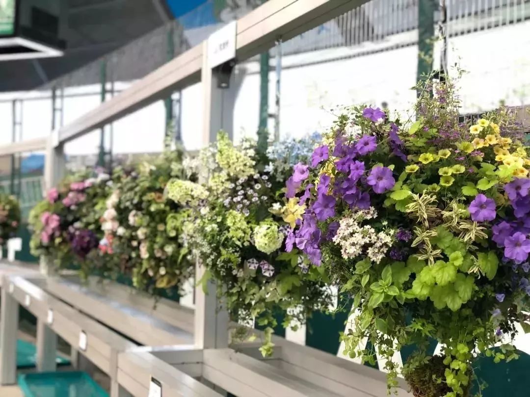 再也不羡慕别人家的果园,再也不用羡慕人家种的花