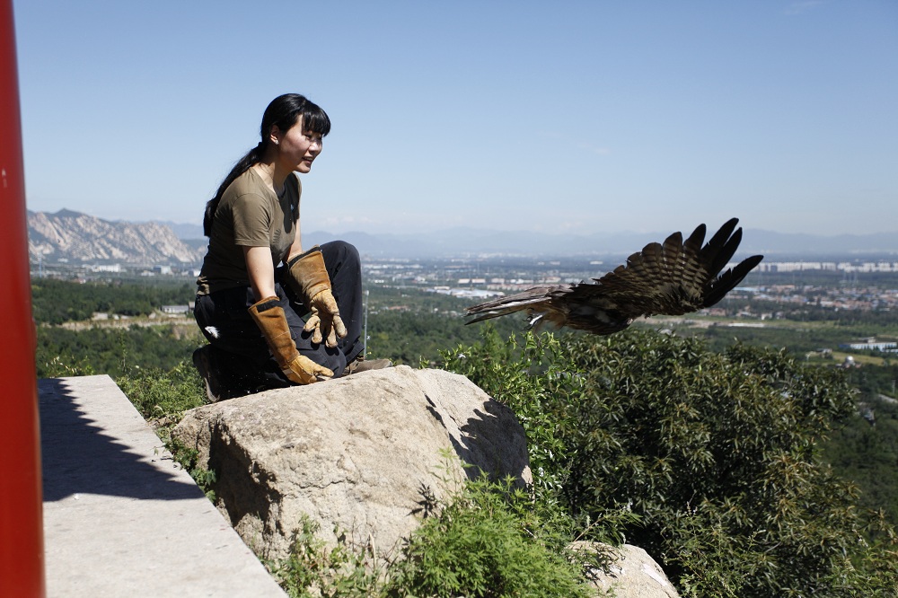 猛禽康复中心,猛禽康复训练视频