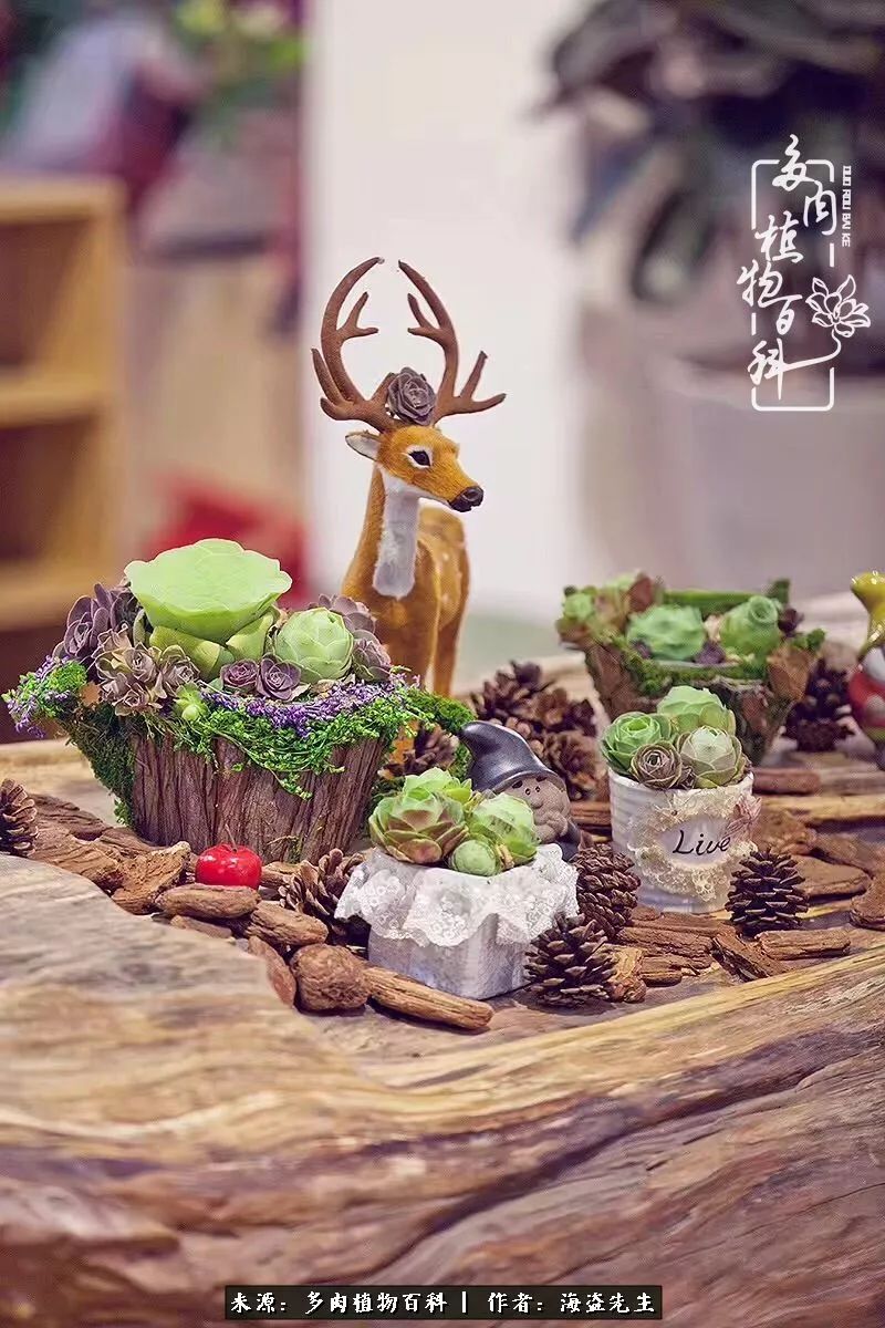 多肉山地玫瑰长了白粉病怎么办,山地玫瑰养花小知识