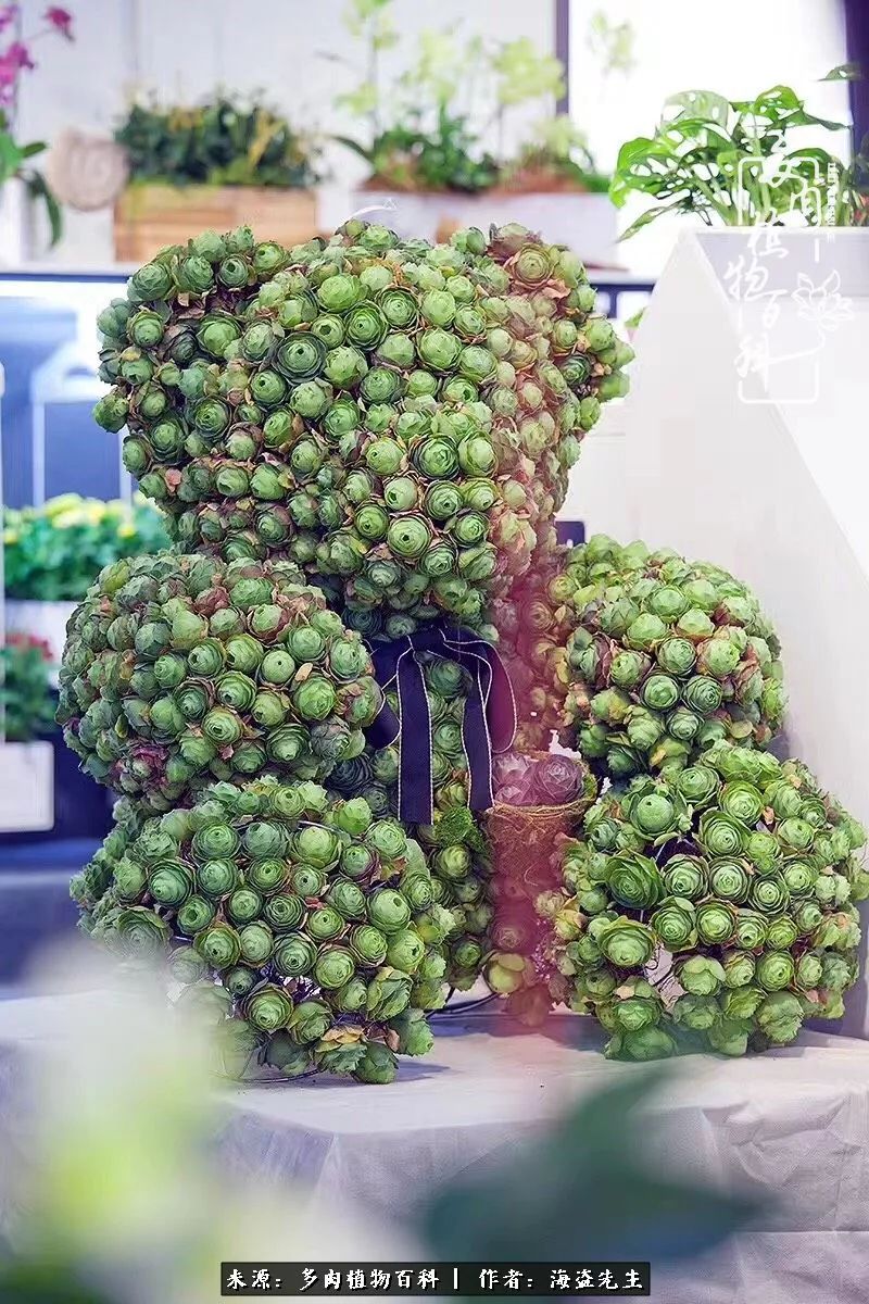 多肉山地玫瑰长了白粉病怎么办,山地玫瑰养花小知识