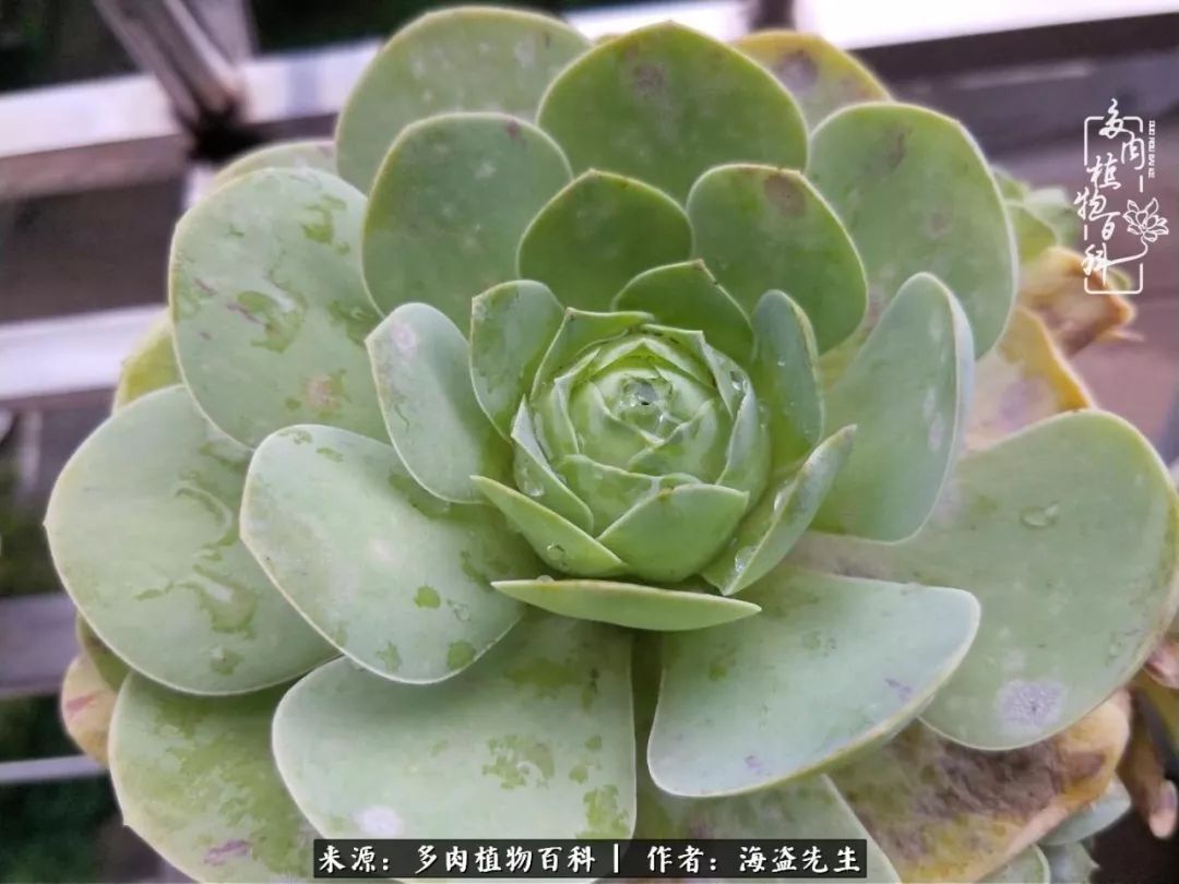 多肉山地玫瑰长了白粉病怎么办,山地玫瑰养花小知识