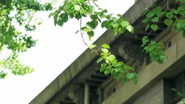 杨花在古诗中的深意,杨花和柳花有什么区别