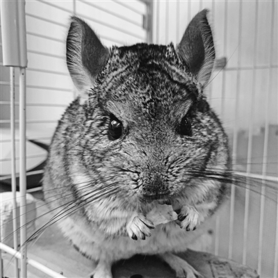 宁波宠物去哪里买便宜又好,宁波最便宜宠物