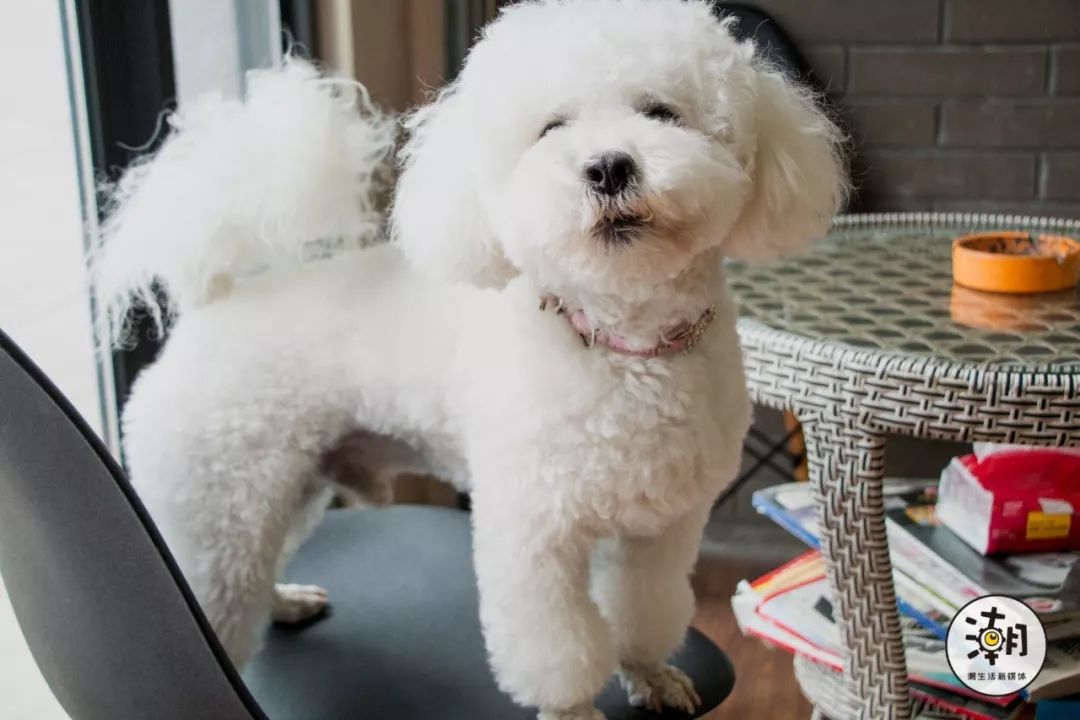 16年避风塘最火的奶茶,茶与布朗奶茶