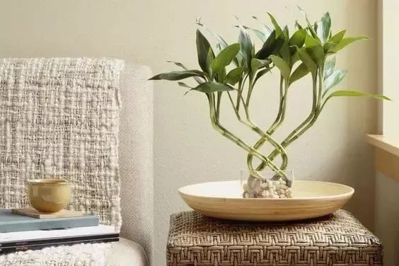 过期药片可以直接放在花盆里吗,过期药片放在花盆里怎么办