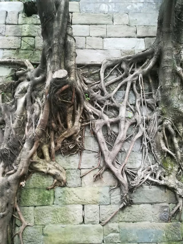 长江三峡重庆游七天六晚,重庆慢节奏旅游攻略