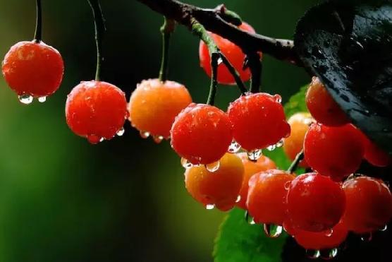 视频|一斤50元！成都樱桃初上市，你实现“樱桃自由”了吗？